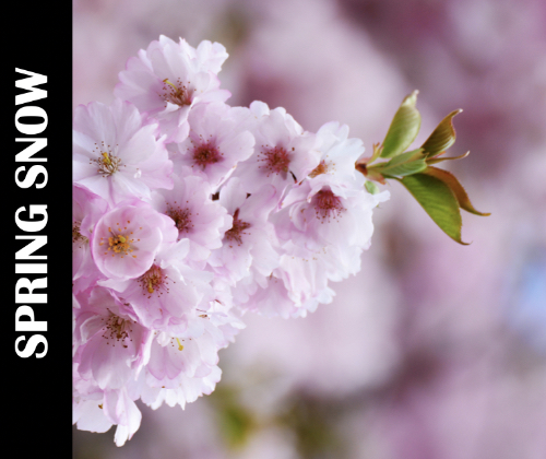 Spring Snow Blossom Sopoken Word